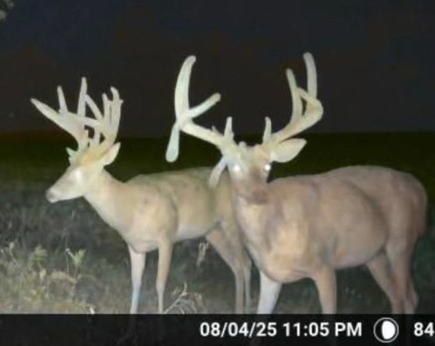 Listing Photo MLS #HMS2588785