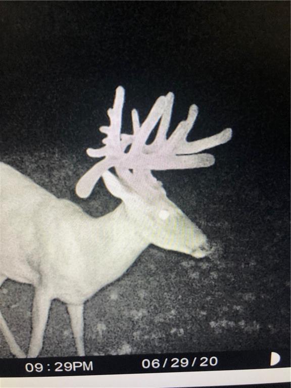 Listing Photo MLS #HMS2616995